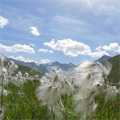 August+-+Wollgras+am+Rifflseer+mit+Blick+Richtung+Wildspitze+(Karl+Poberschnigg)