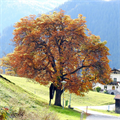 Oktober+-+Kastanienbaum+alle+vier+Jahreszeiten+(Horst+Pirchl)+(1)