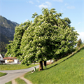 Oktober+-+Kastanienbaum+alle+vier+Jahreszeiten+(Horst+Pirchl)+(6)