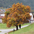 Oktober+-+Kastanienbaum+alle+vier+Jahreszeiten+(Horst+Pirchl)+(7)